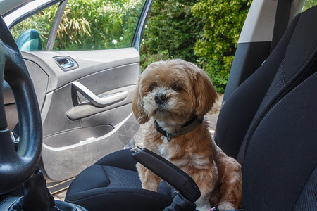 犬类哺乳动物毛皮坐在汽车前座的拉萨阿波索狗图片
