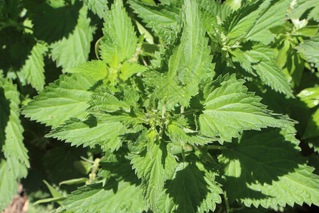 蔬菜痒的关闭田野中织物植荨麻疹背景图片