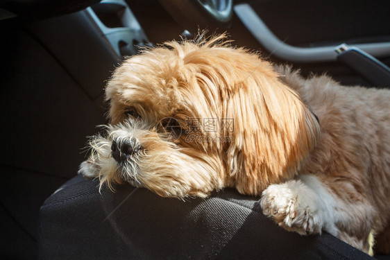 说谎红色的拉萨阿波索狗躺在汽车前座一种图片