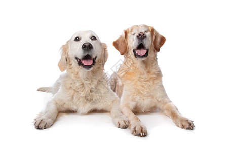 宠物动猎犬两只金皮狗在白色背景的前面右边狗是瞎了眼图片