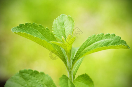 芳香卫生保健糖steviarebaudiana分支关闭在绿色背景stevia图片