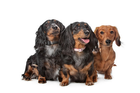 正面在白色背景前的三只达什干狗3团体犬类图片