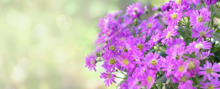 紫色的在模糊背景上绽放美丽的粉红色紫菀花全景在模糊背上盛开的粉红色紫菀花全景粉的装饰图片
