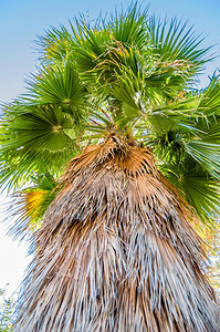 丰富多彩的夏天棕榈树多彩图象绿色自然背景假期图片