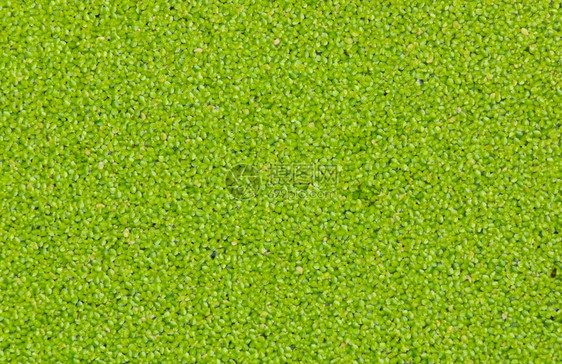 鸭草或小扁豆植物学花园场景图片
