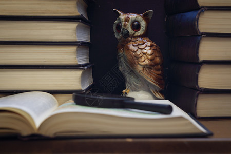 想像力猫头鹰在堆叠的书中智慧概念在堆叠书中教育明智图片
