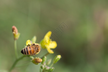花瓣一只蜜蜂在野生露可拉花蜜上收集粉在野生蜜上收集粉黄色的一种图片