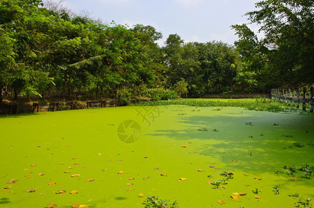 自然鸭草覆盖池塘花园植物图片