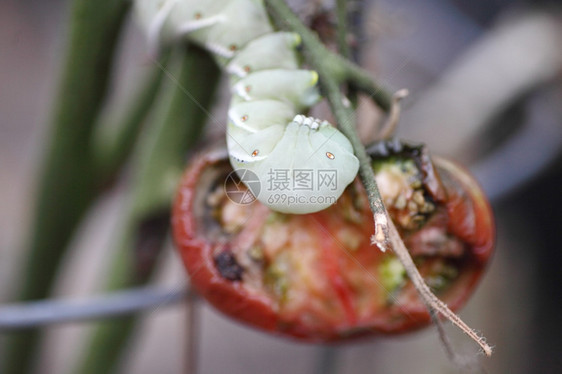户外毁了毛虫坏掉番茄的普通花园害虫图片