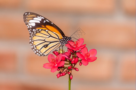 美丽的丰富多彩颜色蝴蝶吸食来自游花的蜜图片