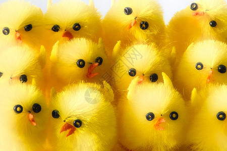 黄复活节鸡合唱团春天新的体图片