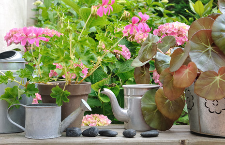 鹅卵石花盆园木制桌上的水罐头图片