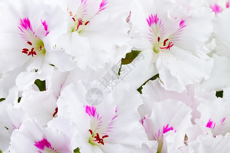 银花背景的颜色白茎花瓣图片