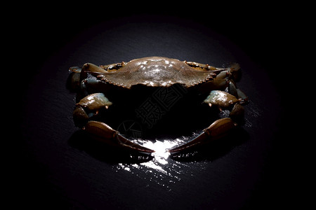 美味的螃蟹黑底蓝生海鲜概念色的图片