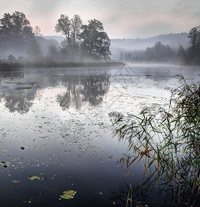 分支太阳升起在宁静的池塘上寒冷清晨秋天木头图片
