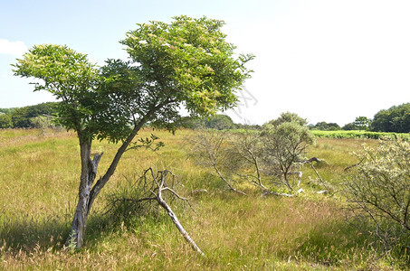 荷兰德日尔克的阿姆斯特丹沃莱伊迪温草树自然图片