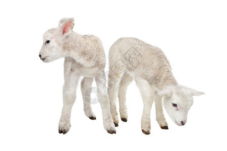 家畜两只小羊羔在白色背景面前的两只小羊羔哺乳动物图片