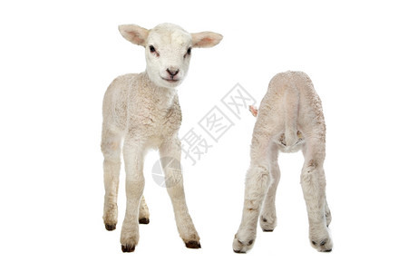 两只小羊羔在白色背景面前的两只小羊羔婴儿春天新的图片