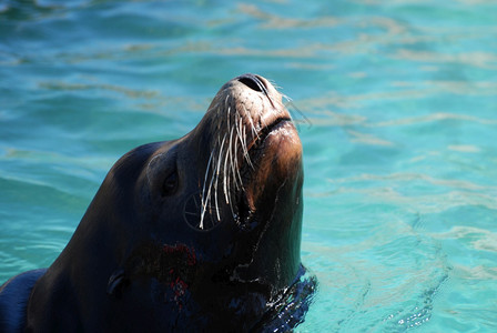 密封件生活恒星海狮在水中流着鼻孔的海狮图片