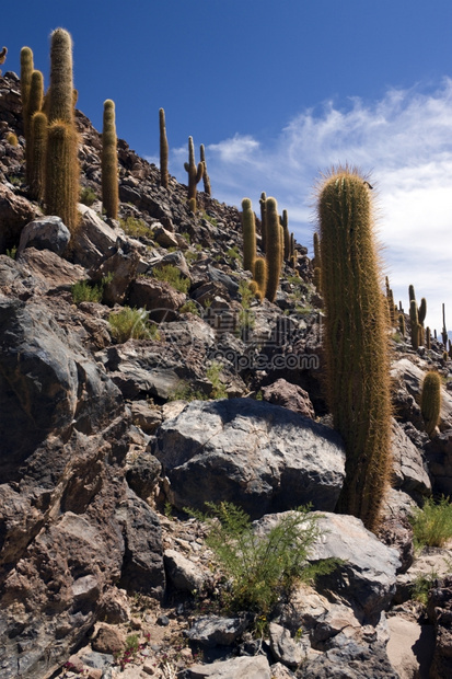 智利北部阿塔卡马沙漠圣佩德罗阿塔卡马附近的仙人掌峡谷桑植物群风景优美图片
