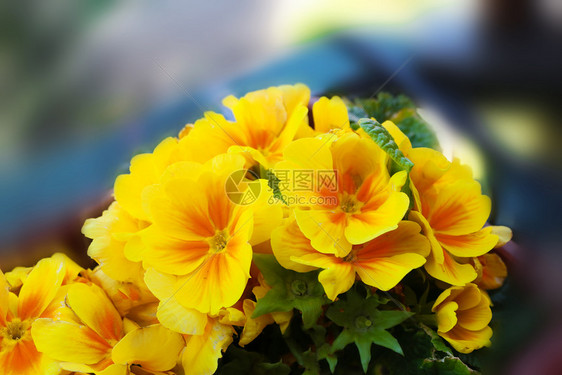 植物春天黄色普里穆拉粗俗的春花朵盛开图片