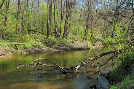 小河伊斯洛克流经森林障碍水四月图片