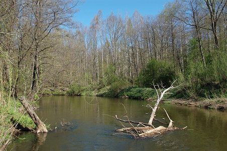小河伊斯洛克流经森林自然蓝色的春天图片