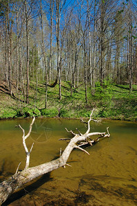 绿色春天小河伊斯洛克流经森林底部图片