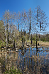 绿色春天空小河伊斯洛克流经森林图片