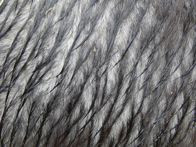白色的斑马荒野羊毛和动物皮质图片