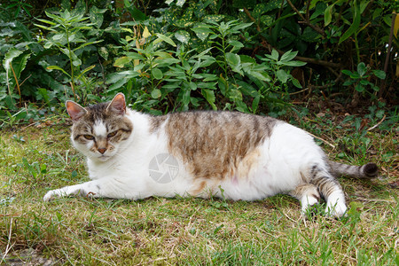 草地上的可爱猫咪图片
