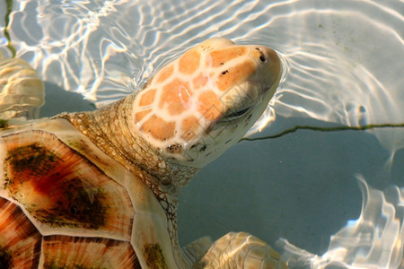 野生动物甲壳慢的在水族馆里紧闭鹰尾海龟图片