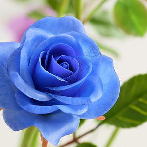 白色的黏土熟练美妙粘艺术紧闭蓝色玫瑰花朵美丽的人造鲜花手工艺技巧精图片