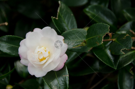 粳稻蕊日本山茶花日本花在植物上的白花色图片