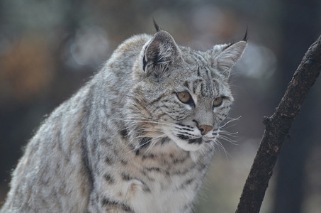 动物狂野加拿大捕猎物的林克斯他跟踪和狩猎鲁弗斯缠扰者图片