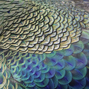 抽象的美丽自然绿鸟和蓝羽孔雀毛纹理背景图片