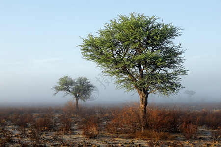 景区树木户外南非卡拉哈里沙漠甘蓝雾中树林的风景观图片
