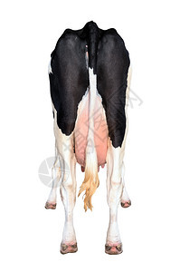 一只站立牛的尾巴和底部完全被白隔绝长着色站立牛的尾巴和底部在后面动物垂直的图片