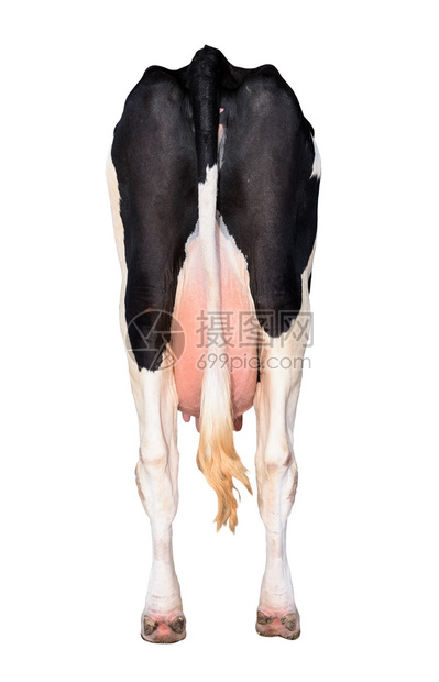 垂直的家畜一只站立牛的尾巴和底部完全被白隔绝长着色站立牛的尾巴和底部乳房图片