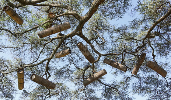 伟大的自然有蜂箱金合欢东非大裂谷埃塞俄比亚非洲蜂巢图片