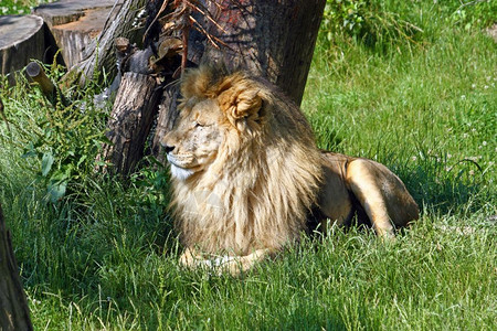 趴在树荫下休息的狮子图片