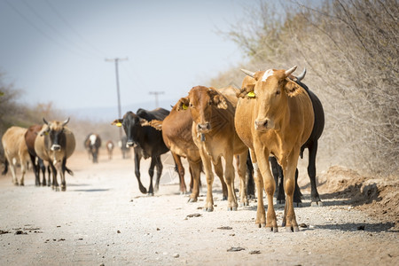 动物农场非洲博茨瓦纳的牛群沿一条灰尘横扫的公路向下行走牛群土地图片
