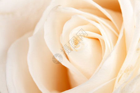 完美白色玫瑰的本底背景礼物自然图片
