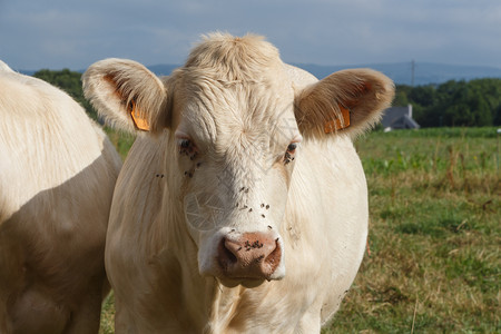 哺乳动物农场夏洛莱在布列塔尼的田地上紧贴一头查洛莱西奶牛图片