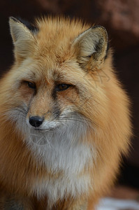 坦率美丽的红狐狸远看视而去坐蓬松的图片