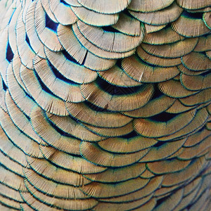 明亮的细节动物美丽绿色孔雀羽毛纹理抽象背景图片