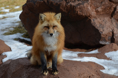 动物红狐狸在一块岩石上过夜自然华丽的图片