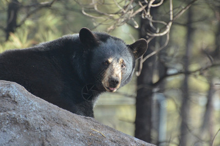 他的出去一只野生黑熊吐着粉红舌头的乌黑熊摄影图片