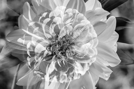 植物美丽Dahlia花朵的黑色和白特端图像精美的图片