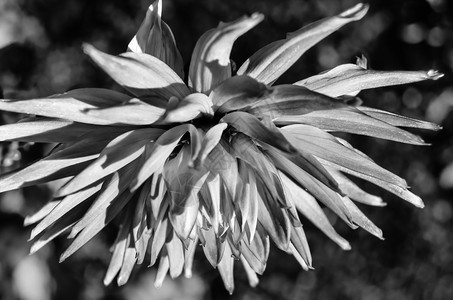 花瓣Dahlia花朵的黑色和白特端图像美丽的植物学图片